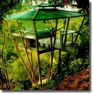 Tropical Tree House - A Rincon Puerto Rico Vacation Rental